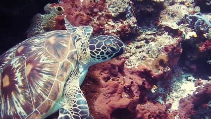 Sacrifican durante la temporada 2024 y 2025 más de 70 tortugas en Boca de Tomates