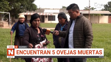 Encuentran cinco cabras muertas en Warnes investigan biocidio y zoofilia