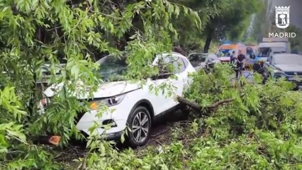 Un árbol cae sobre un coche que circulaba por la M-30 en el distrito de Salamanca (Madrid)