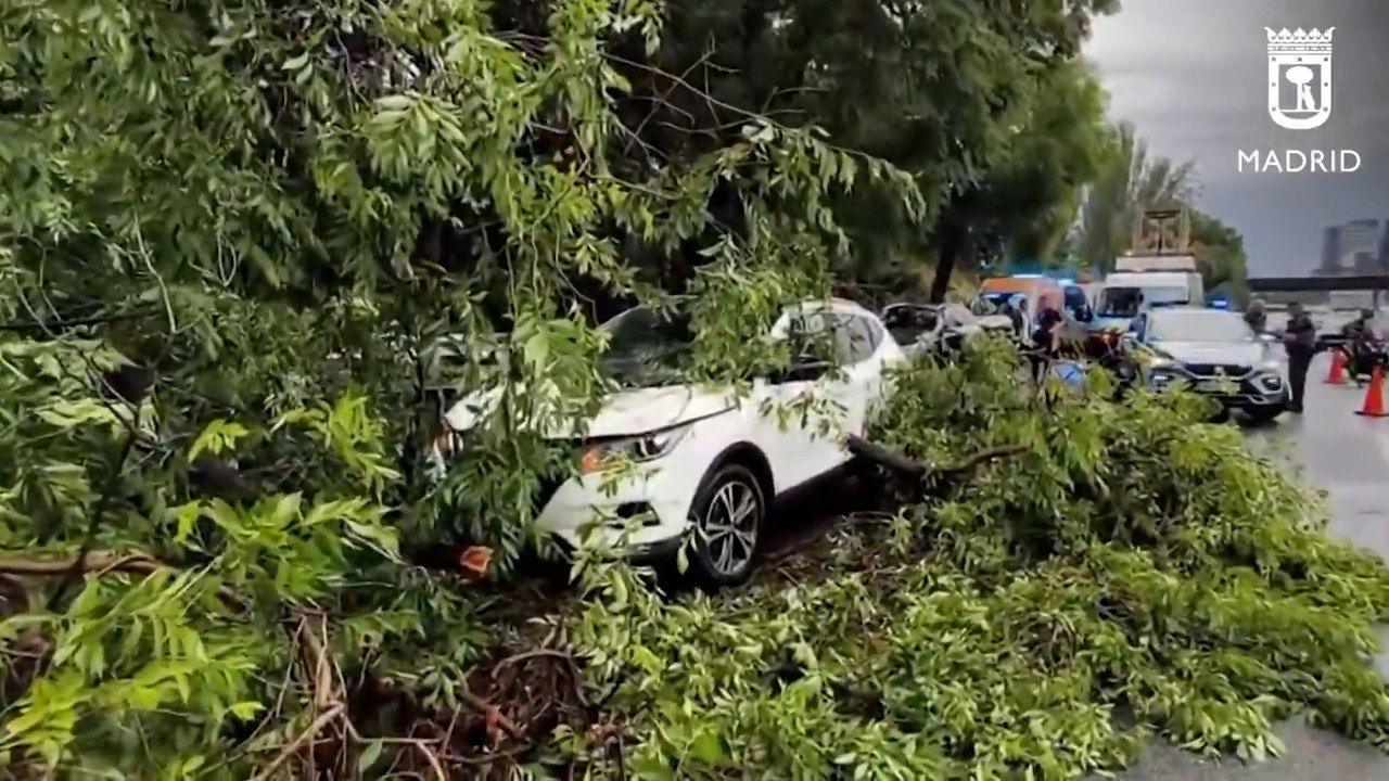 Un árbol cae sobre un coche mientras circulaba en el distrito de Salamanca (Madrid)