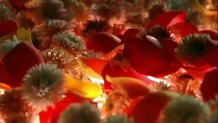 Compulsion pelicula_2008