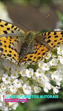 ✅💘Música tranquila de relaxamento para ficar zen e meditar- Fragmentos #72 #Shorts