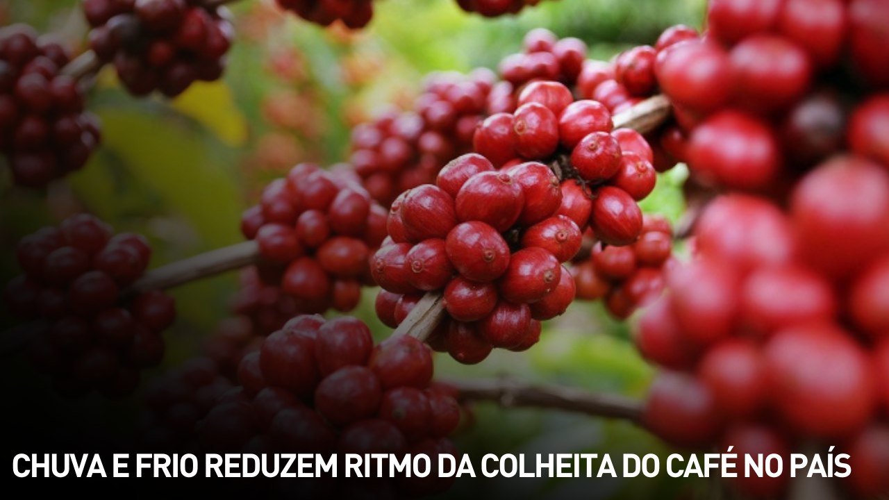 Chuva e frio reduzem ritmo da colheita do café no país