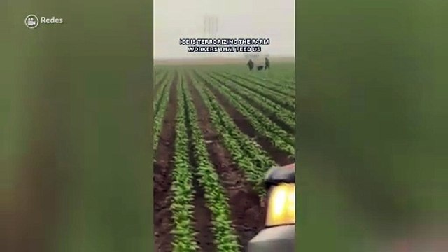 Redadas llegan al campo californiano con agentes de ICE correteando a migrantes
