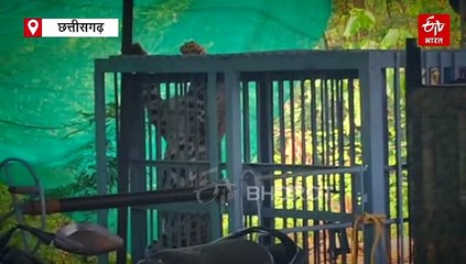 आतंक का पर्याय बना तेंदुआ पिंजरे में कैद