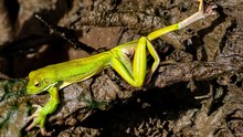 Amphibian Cabaret Green Tree Frog