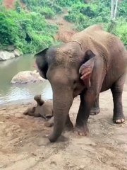 MOTHER ELEPHANT & BABY'S  FUN TIME