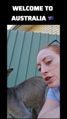 Kangaroo diaries only in Australia 🇦🇺