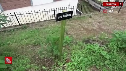 Trabzon'da site bahçesi hatıra ormanına dönüştü