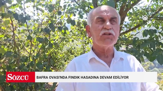 Bafra Ovası'nda fındık hasadına devam ediliyor