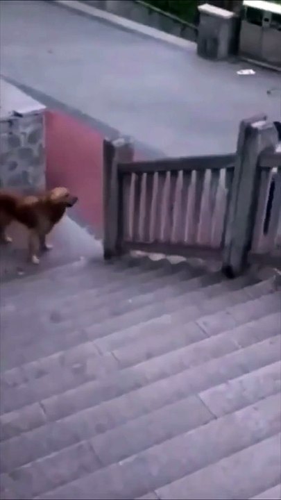 cute dog 😍