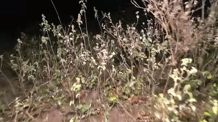 100 HOMBRE DENUNCIA SUPUESTO ZOOFILIA T- 1.32 SEGU