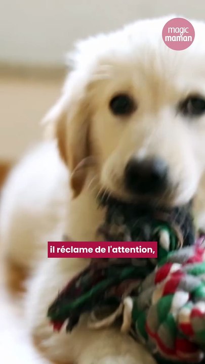Est-il normal d'aimer son chien comme son enfant ?