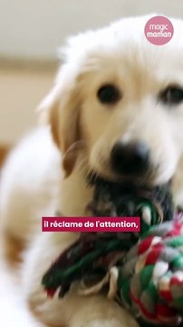 Est-il normal d'aimer son chien comme son enfant ?