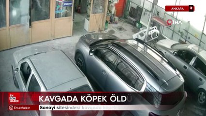 Ankara'da sanayi sitesindeki kavgada köpek öldürüldü