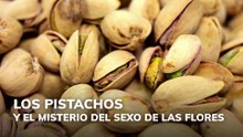 Los pistachos y el misterio del sexo de las flores