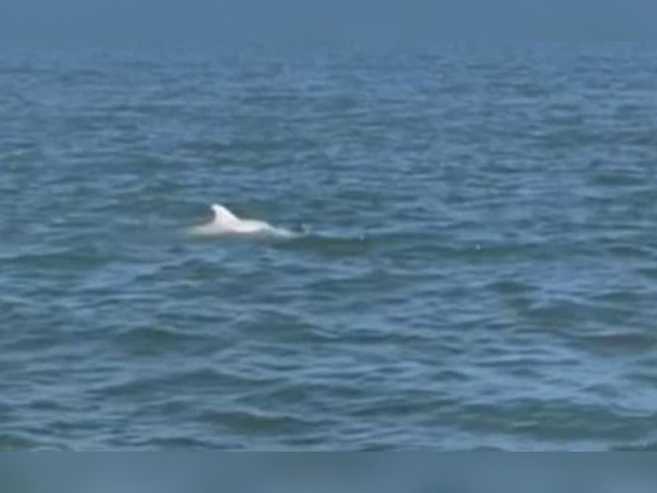 Sensation: Touristen sichten Albino-Delfin an der Ostküste der USA
