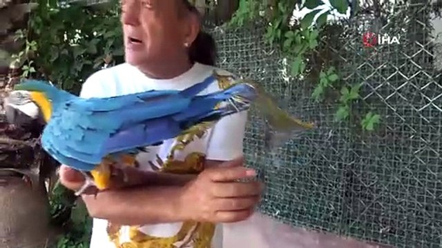 Turgut Özal’ın papağanı Cabbar bulundu: 3 günlük ayrılık sonrası kavuşma sevinci