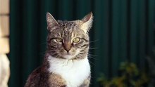 Os animais mais fofos do mundo N•251