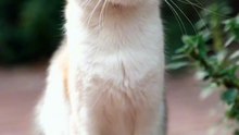 Os animais mais fofos do mundo N•252