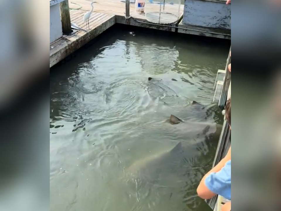 Ungewöhnliches Duo: Haie und Alligator schwimmen Seite an Seite