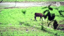 Os animais mais fofos do mundo N•255