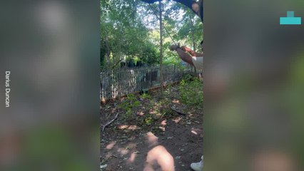 Man Falls to Ground in Rope Swing Fail