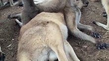 Kangaroo diaries only in Australia
