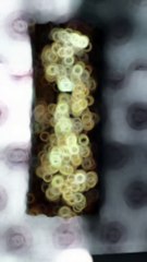 Ultimate Gratinated Mega Tacos with Peppers and Olives – A Bold Flavor Explosion! #MegaTacos #GratinatedTacos #Peppers #Olives #TacoDelight