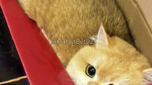Funny cat