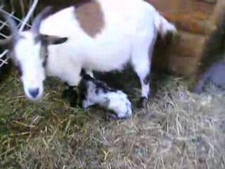 Dakota se met sur ses pattes