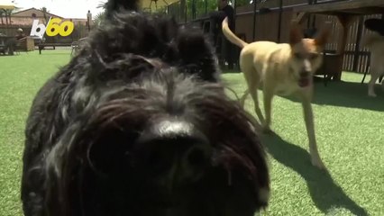 This Might Be The Coolest Dog Park in the Country