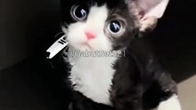 Funny cat