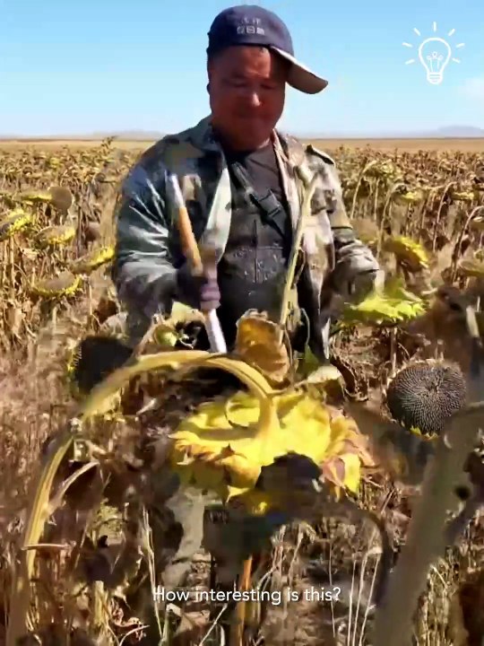 The process of harvesting sunflower seeds