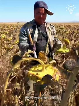The process of harvesting sunflower seeds