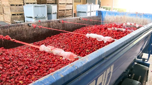 Buñol se prepara para su Tomatina con la carga de los 120.000 kilos en los camiones