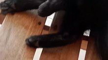 blacki
