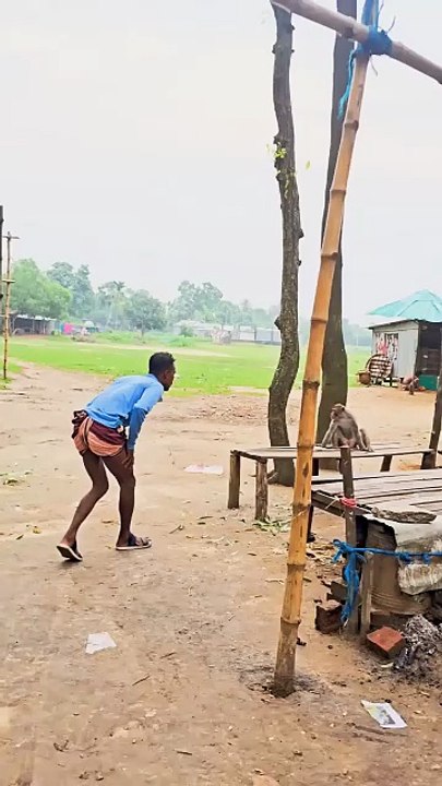 top funny video monkey #funny