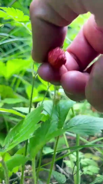 Wild Strawberry jam in Nature