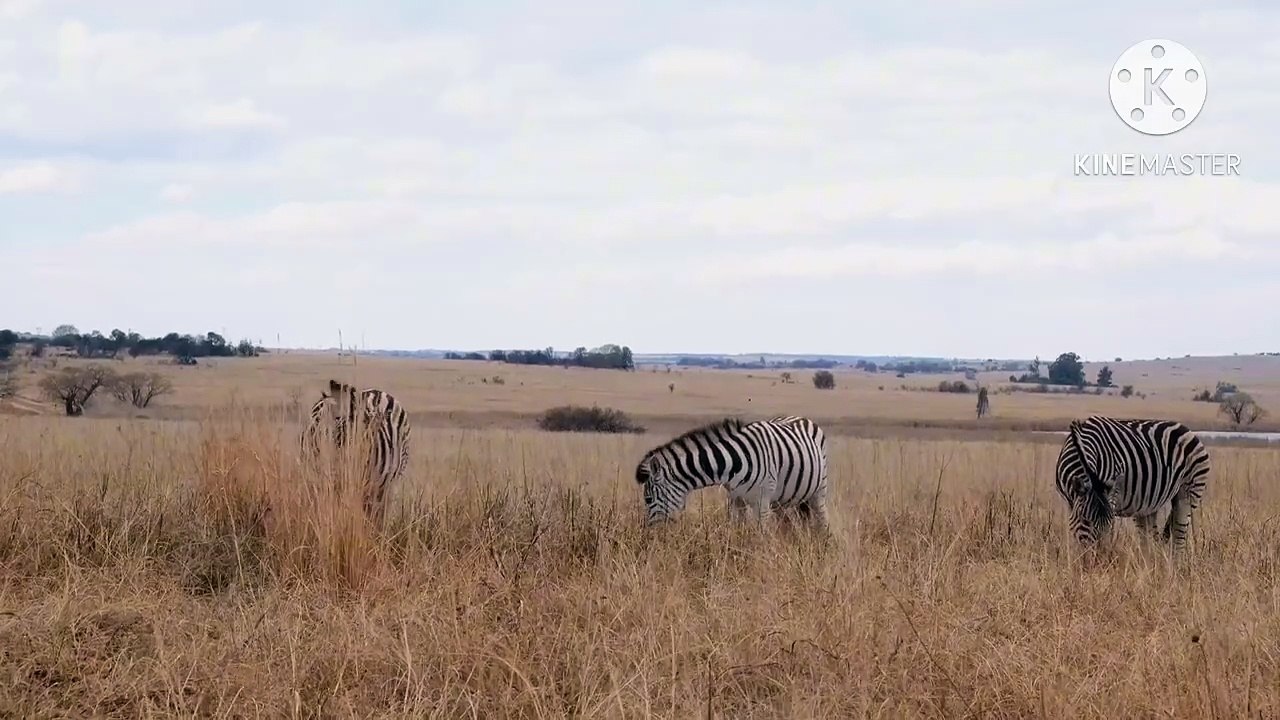 Os animais mais fofos do mundo N•257