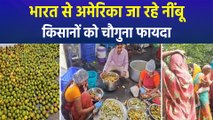 ओडिशा के अंगुल जिले से अमेरिका निर्यात हुए नींबू,  किसानों को चौगुना फायदा