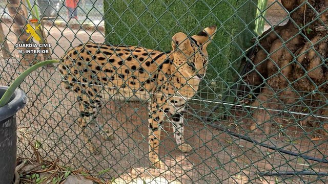 Desmantelan un zoo privado clandestino con más de 150 animales exóticos en Nules (Castellón)