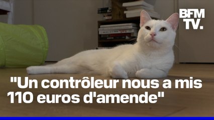 Une voyageuse verbalisée par un contrôleur SNCF car son chat miaulait dans le train