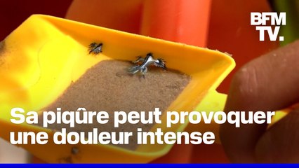 Dragons bleus: que sont ces mollusques dangereux pour l’homme observés sur plusieurs plages espagnoles