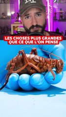 LES CHOSES PLUS GRANDES QUE CE QUE L'ON PENSE !