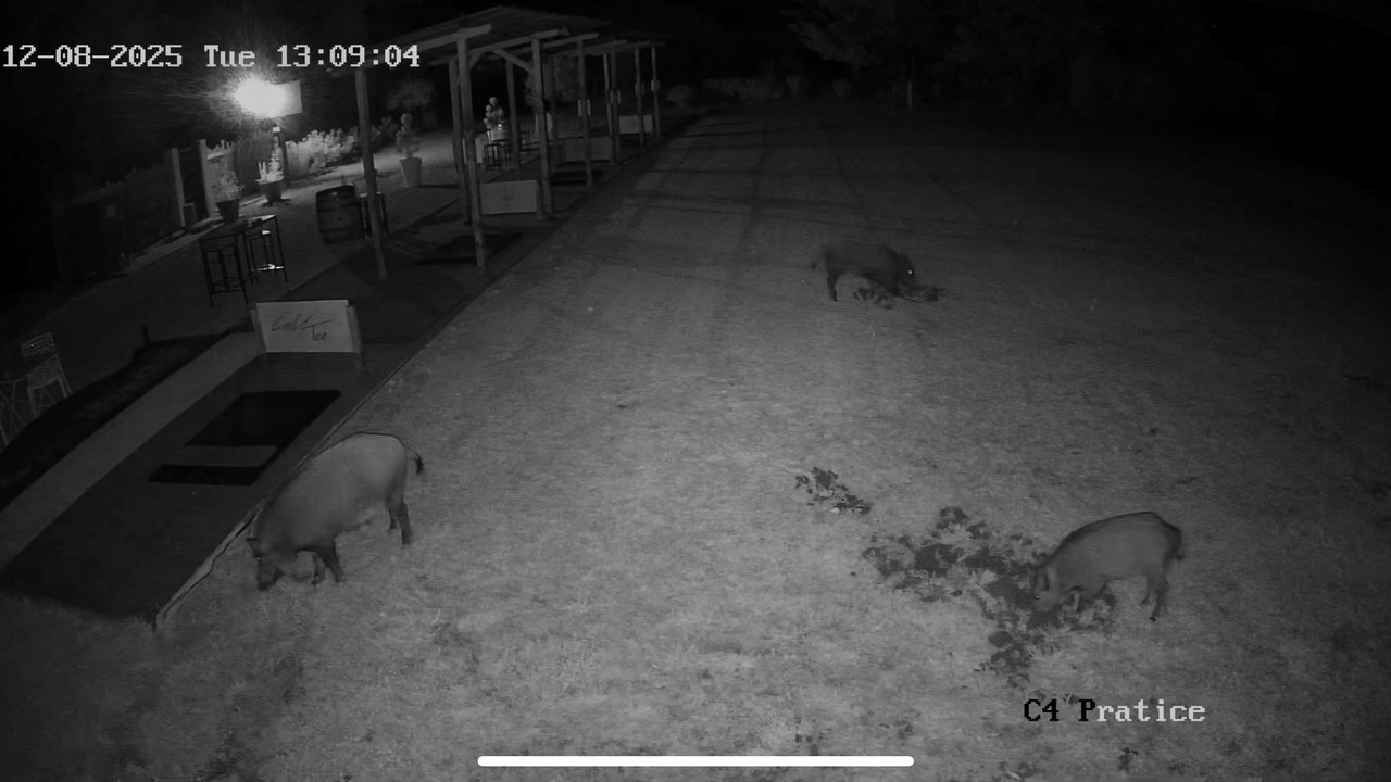 Le golf de Vaison-la-Romaine ravagé quatre fois par des sangliers en moins de deux semaines