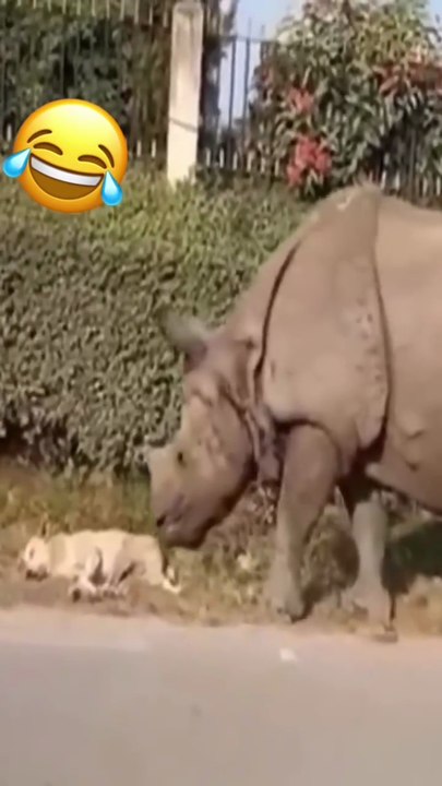 Funny animal moments