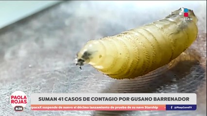 Suman 41 casos de contagio por el gusano barrenador | DPC con Paola Rojas