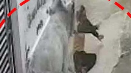 दो सांडों के हमले से एक बाइकसवार युवक गंभीर रूप से घायल