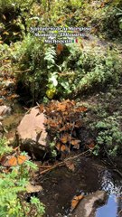 Mariposa Monarca: Santuario El Rosario, Michoacán